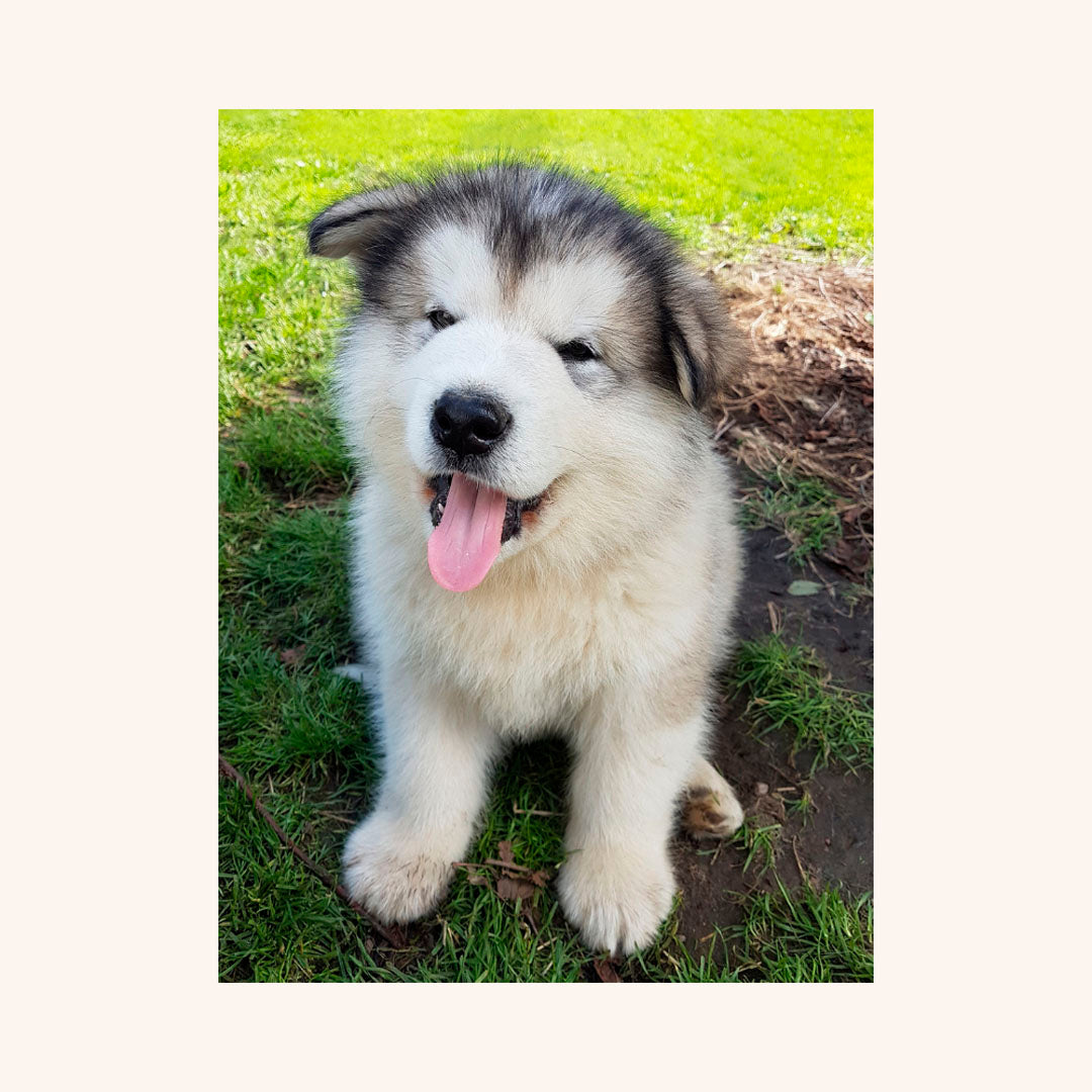 Diamond Painting - Hundehvalp - Alaskan Malamute - A3