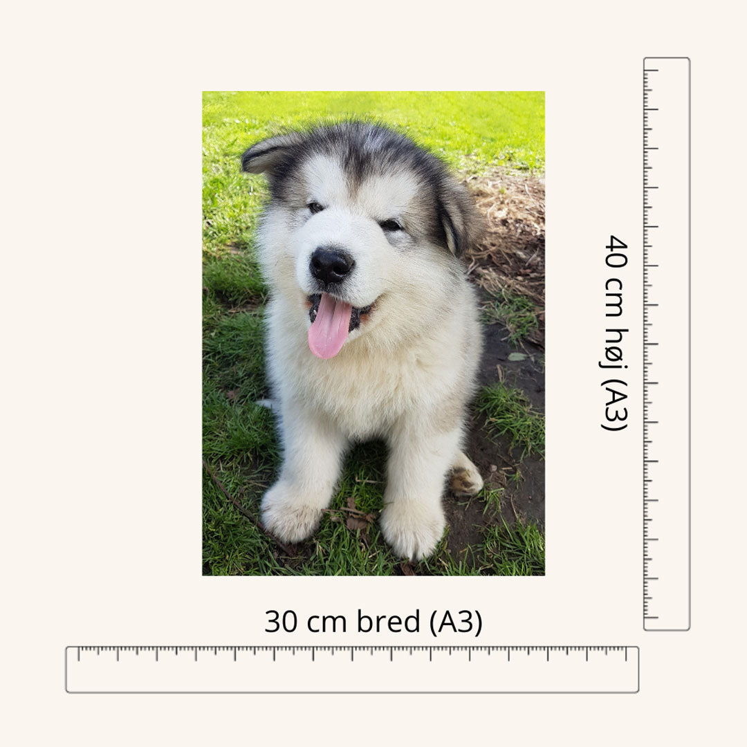 Diamond Painting - Hundehvalp - Alaskan Malamute - A3