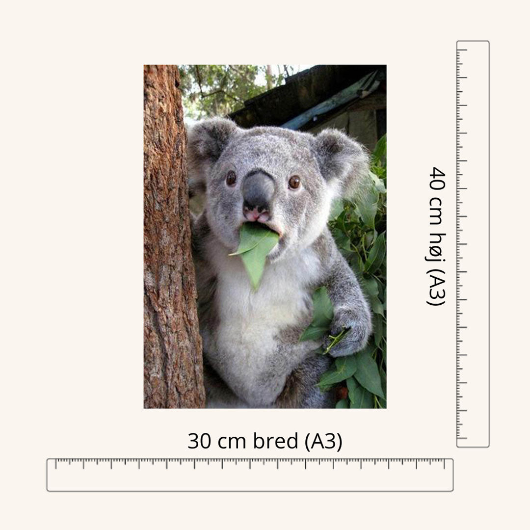 Diamond Painting - Koala - A3