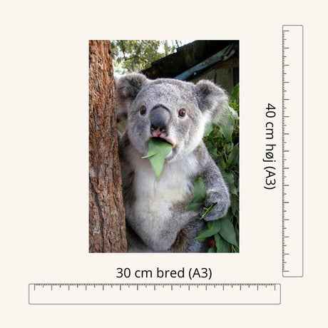 Diamond Painting - Koala - A3