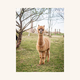 Diamond Painting - Lama - A3