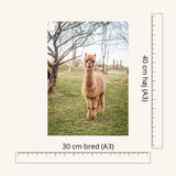 Diamond Painting - Lama - A3